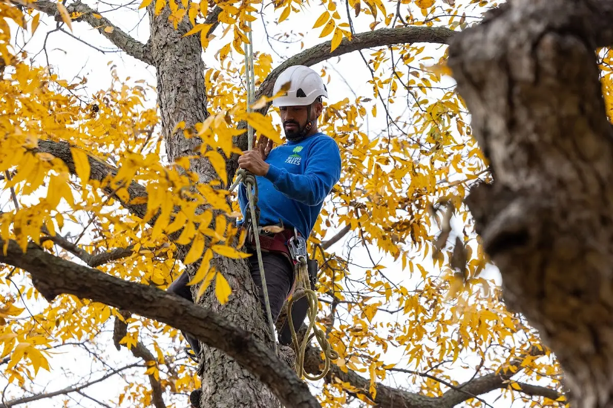 Skilled Storm Damage Cleanup crew working in Washington